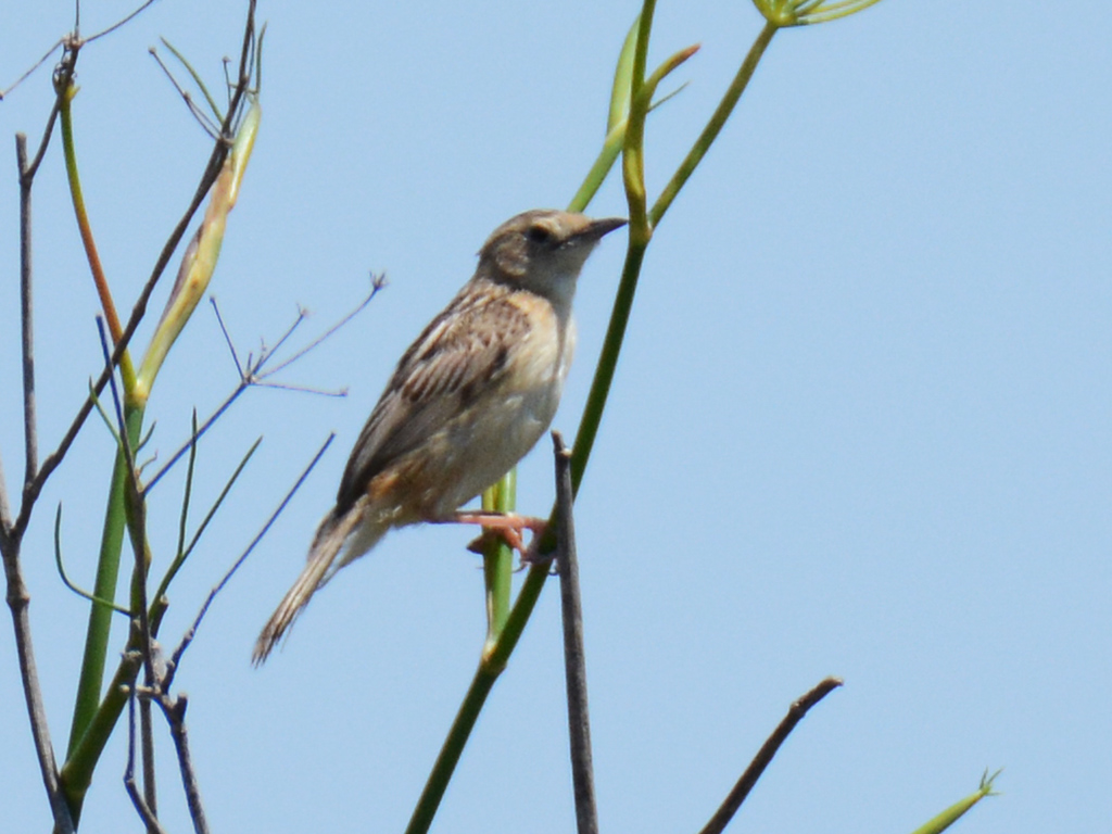 Zitting Cisticola