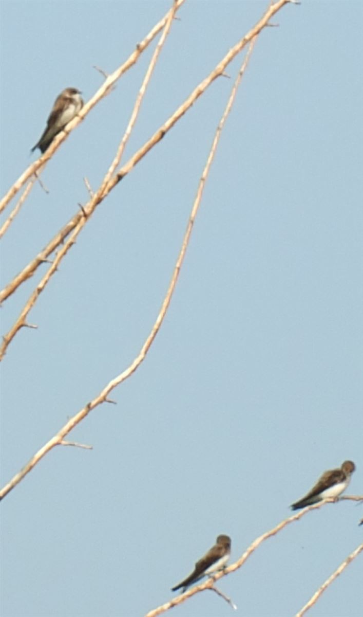Sand Martin
