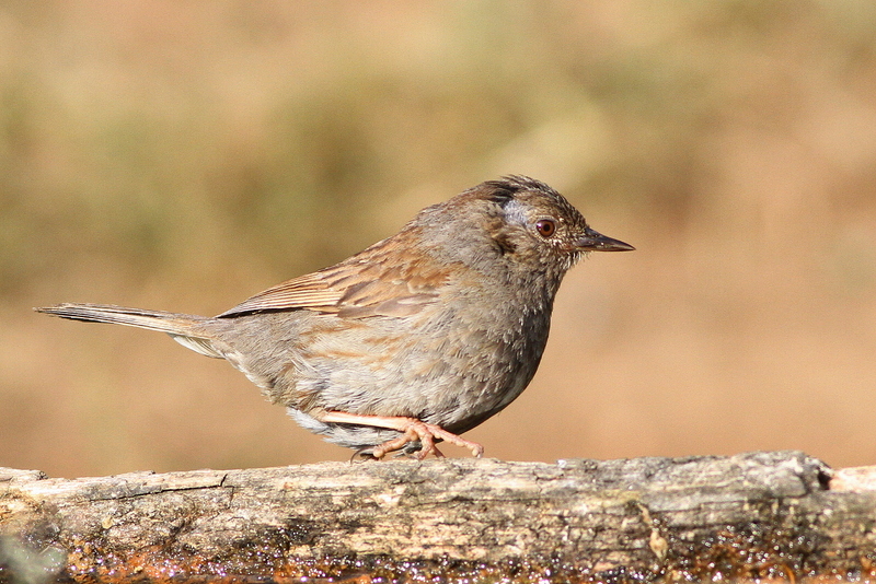 Dunnock