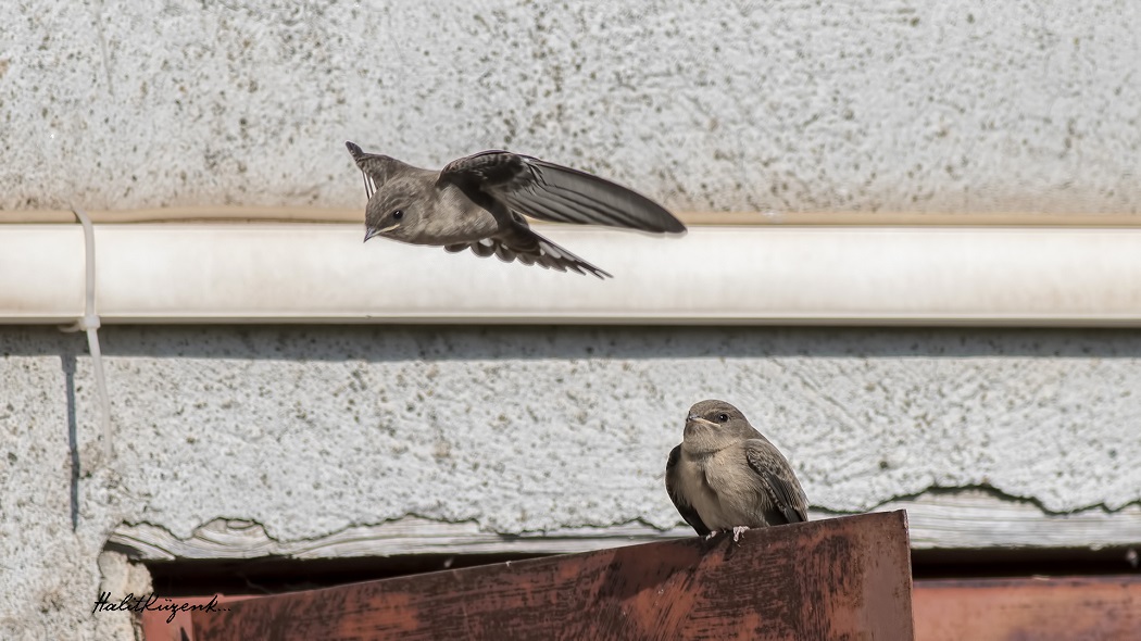 Eurasian Crag Martin