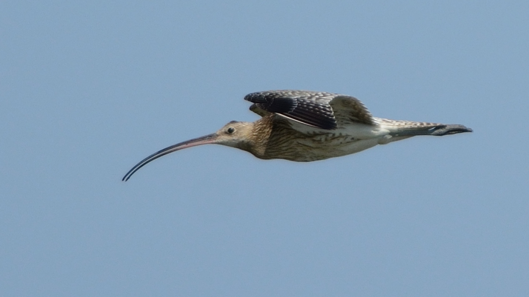 Eurasian Curlew