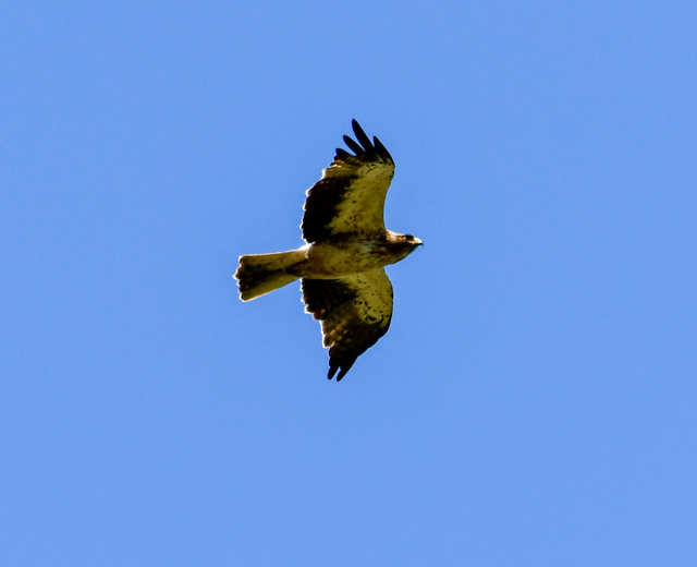 Küçük Kartal