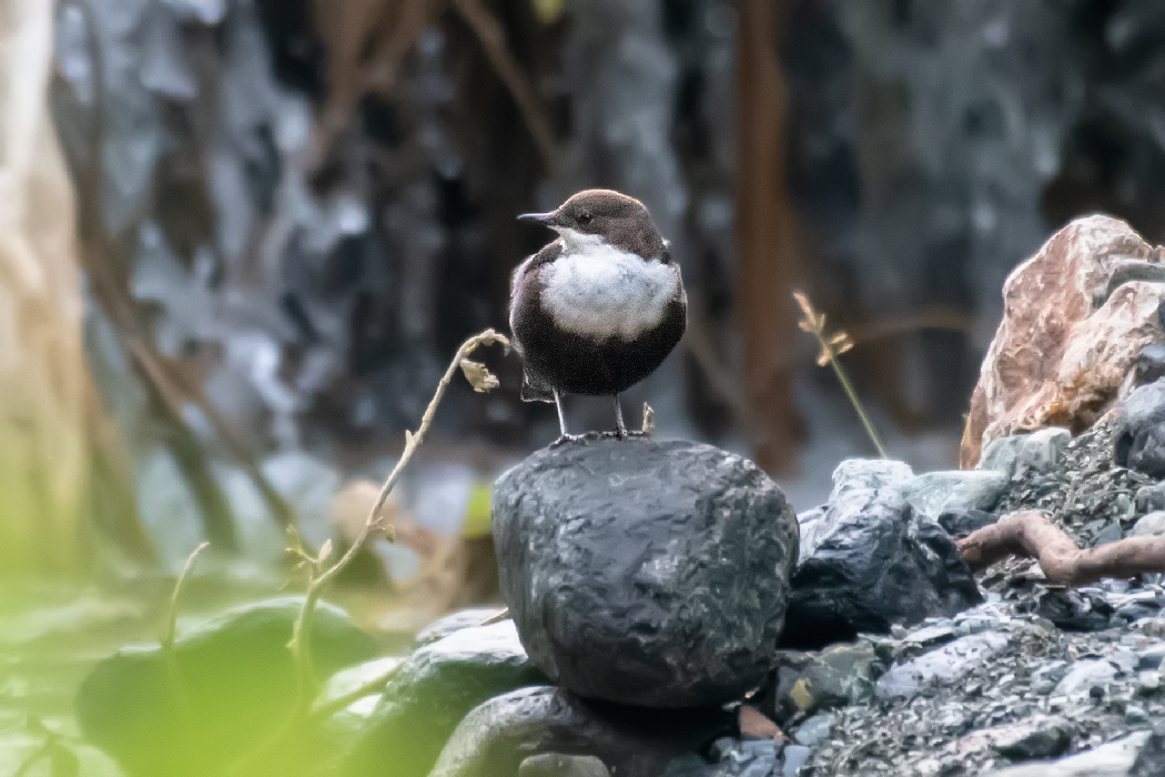 White-throated Dipper