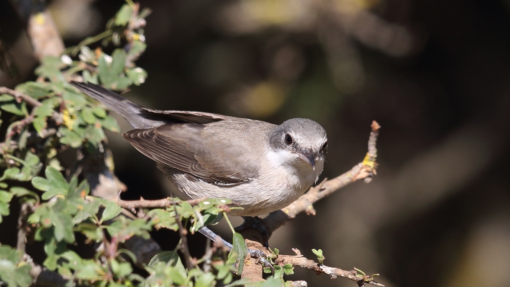 Eastern Orphean Warbler