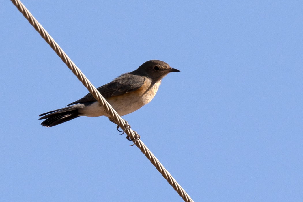 White-throated Robin