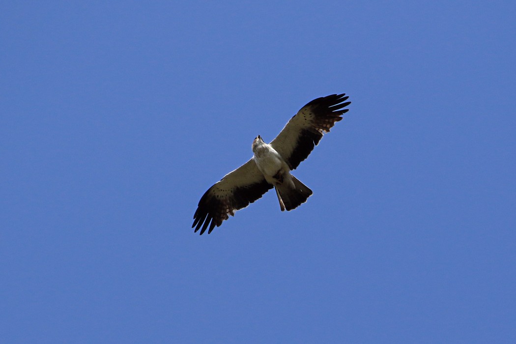Küçük Kartal