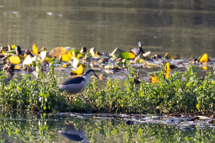 Gece Balıkçılı