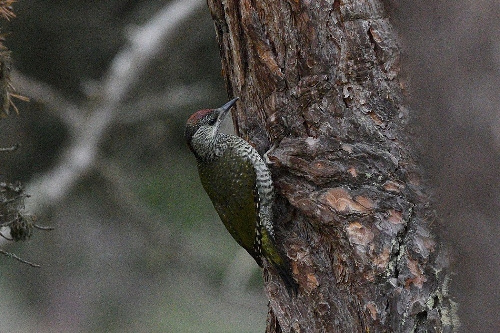 European Green Woodpecker