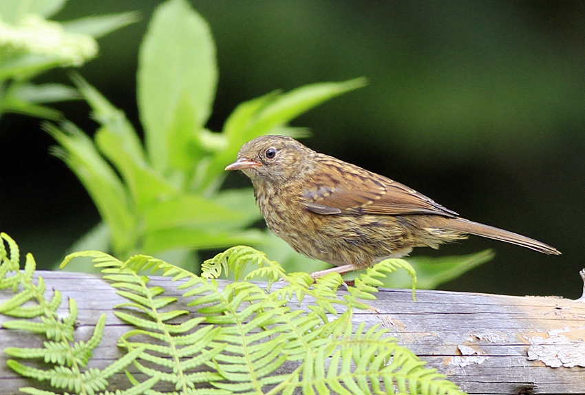 Dunnock