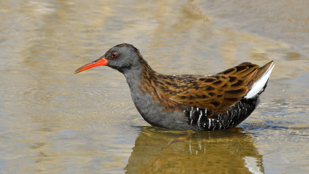 Water Rail