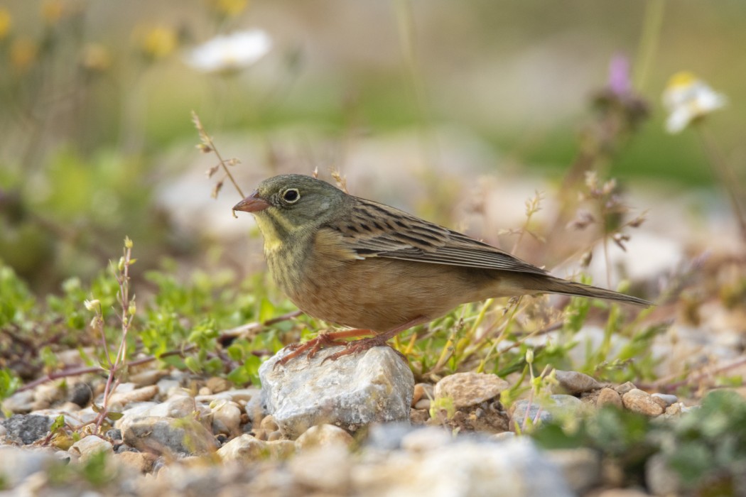 Ortolan Bunting