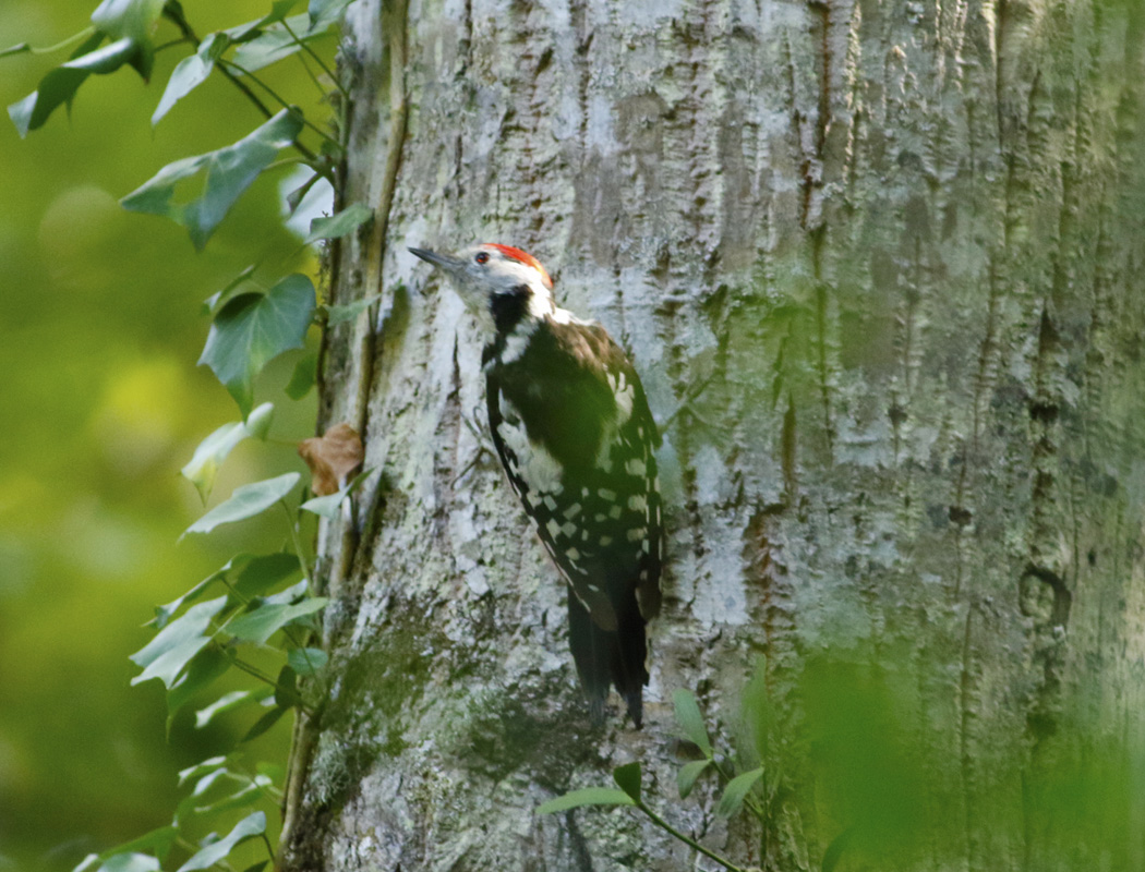Middle Spotted Woodpecker