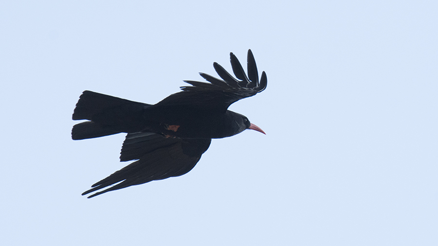 Red-billed Chough