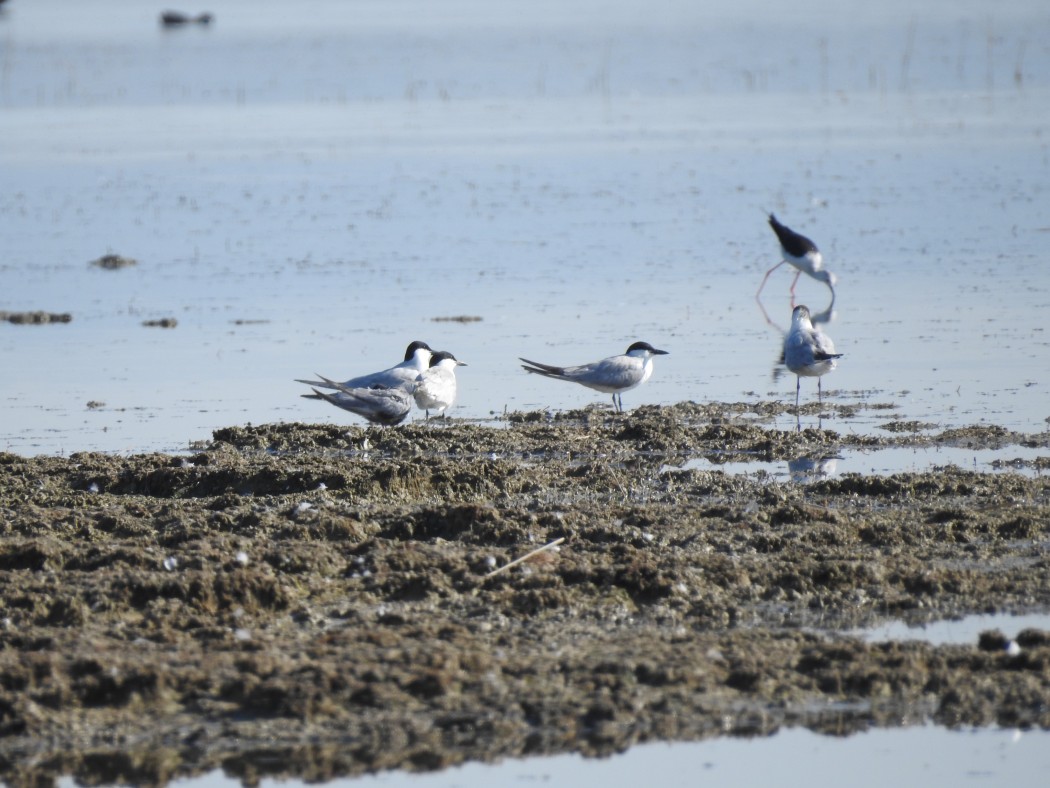 Gull-billed Tern