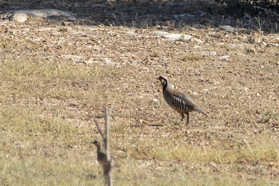 Chukar Partridge