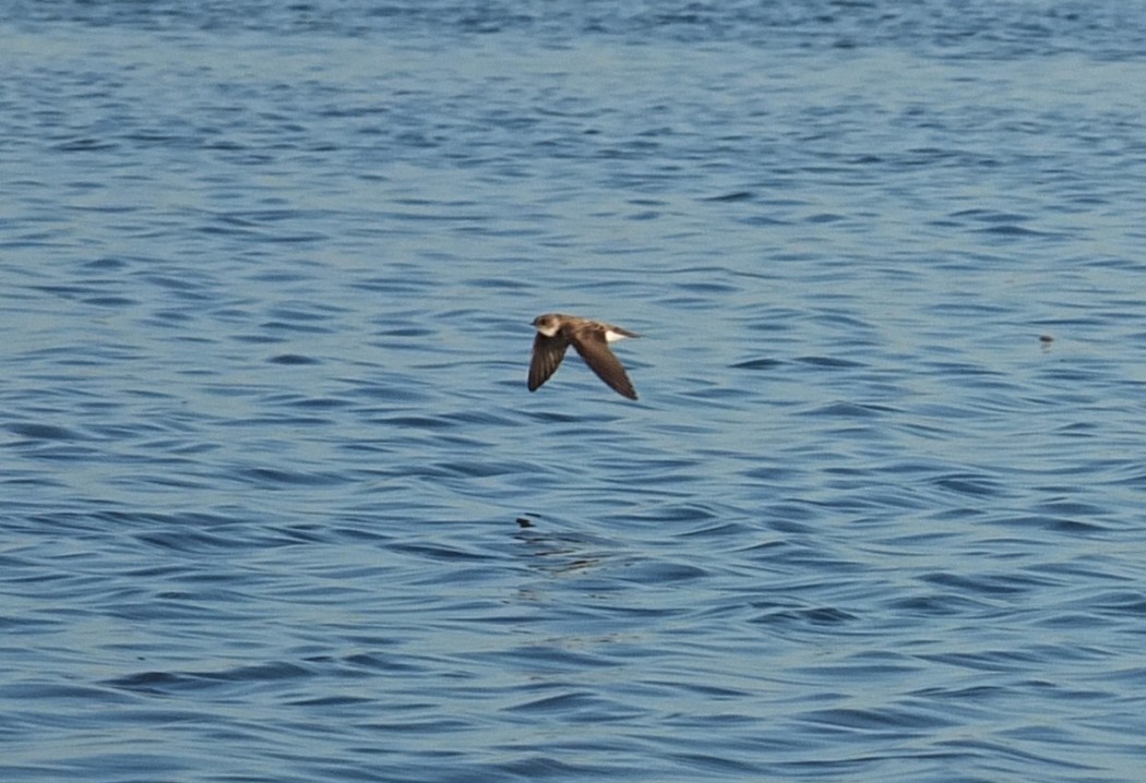 Sand Martin