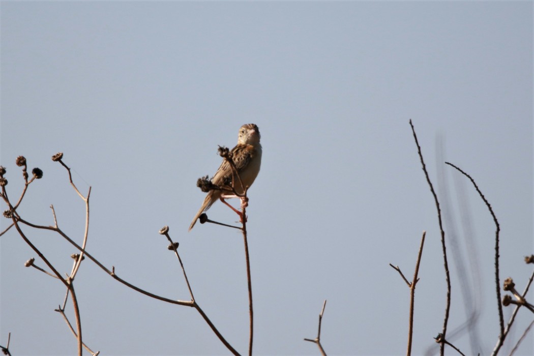 Zitting Cisticola