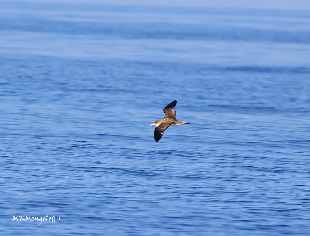 Scopoli`s Shearwater