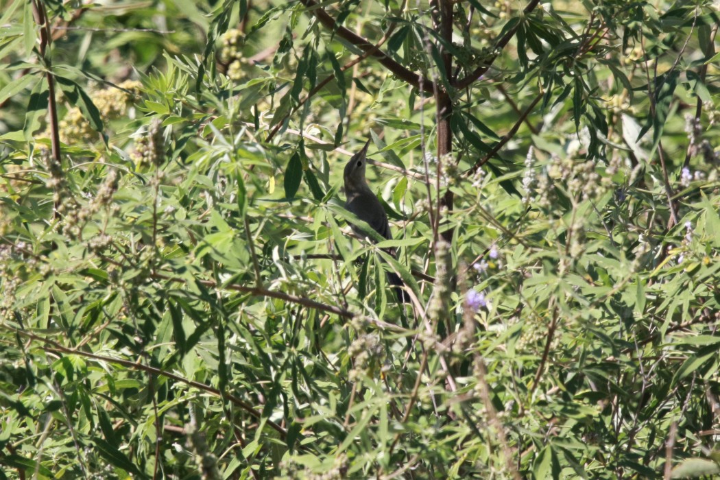 Zeytin Mukallidi