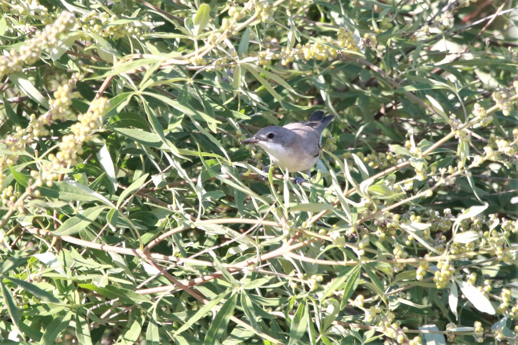 Eastern Orphean Warbler