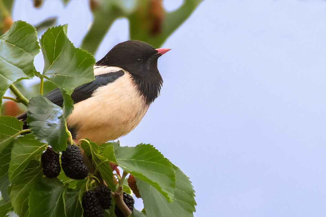 Rosy Starling