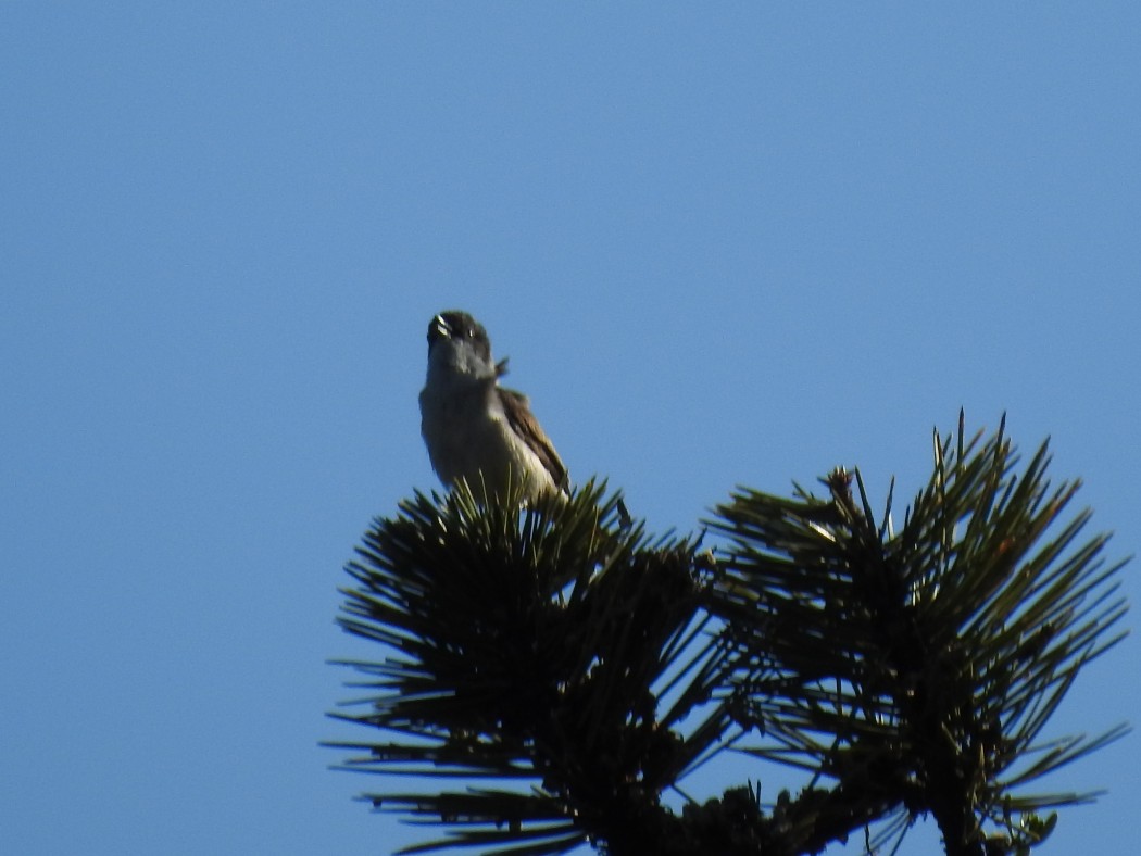 Eastern Orphean Warbler
