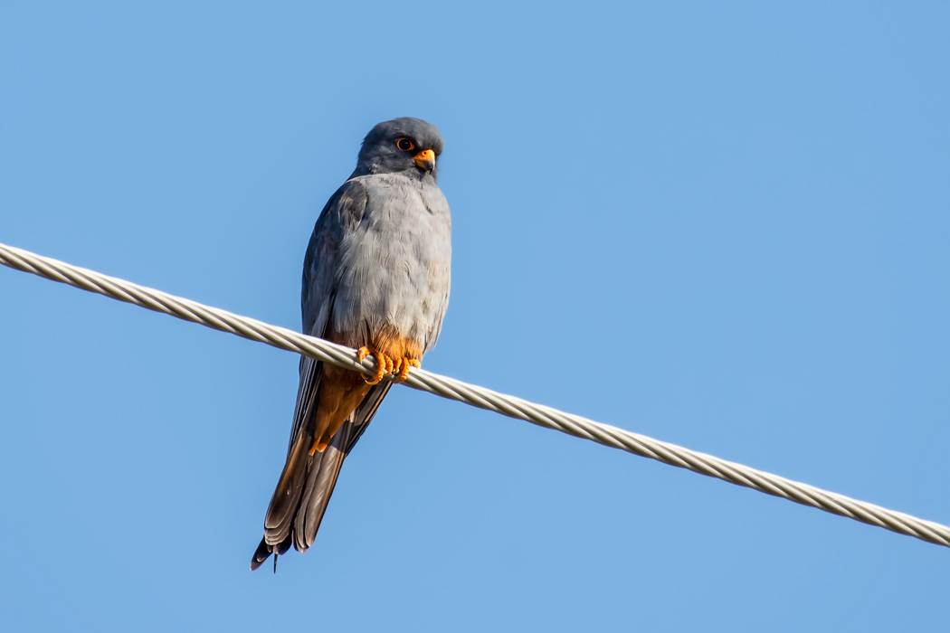 Red-footed Falcon
