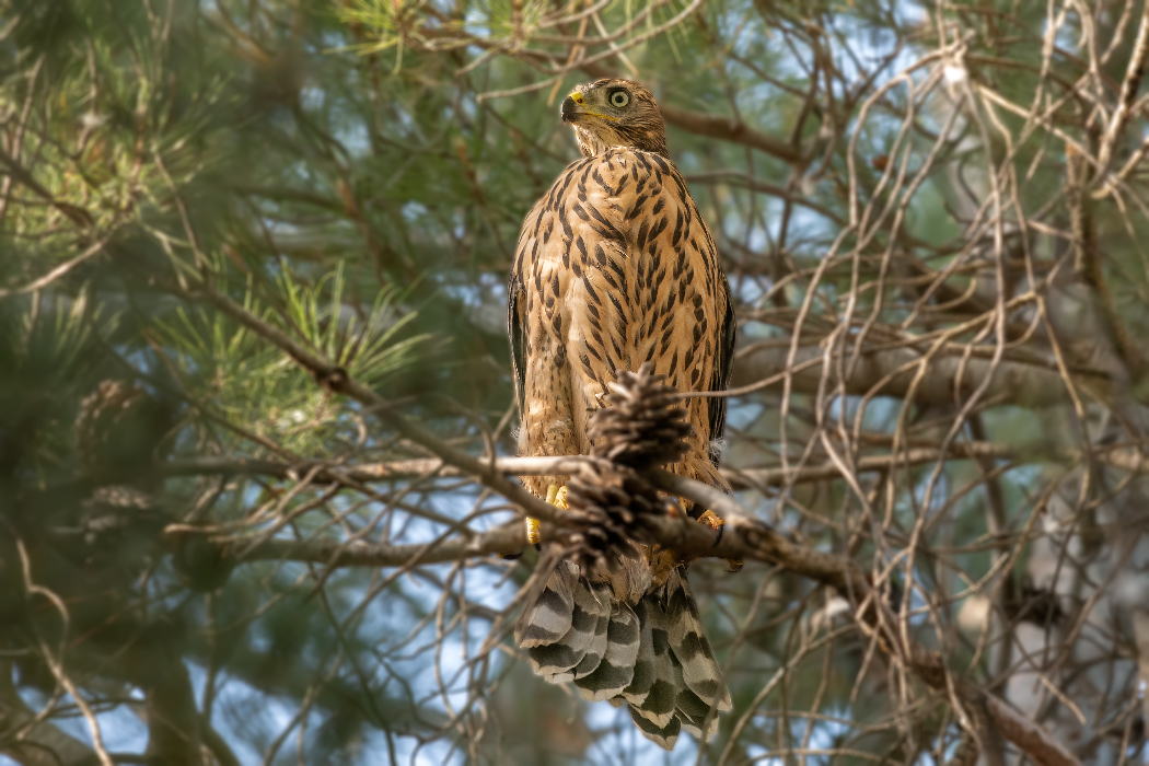 Northern Goshawk