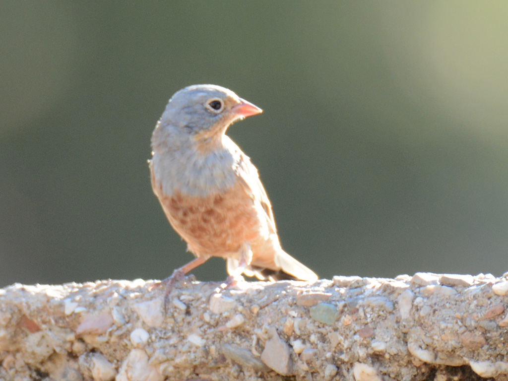 Cretzschmar`s Bunting