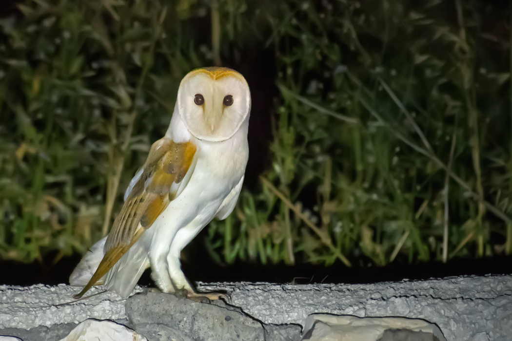 Western Barn Owl