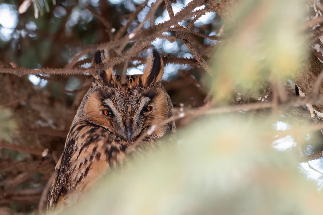 Long-eared Owl