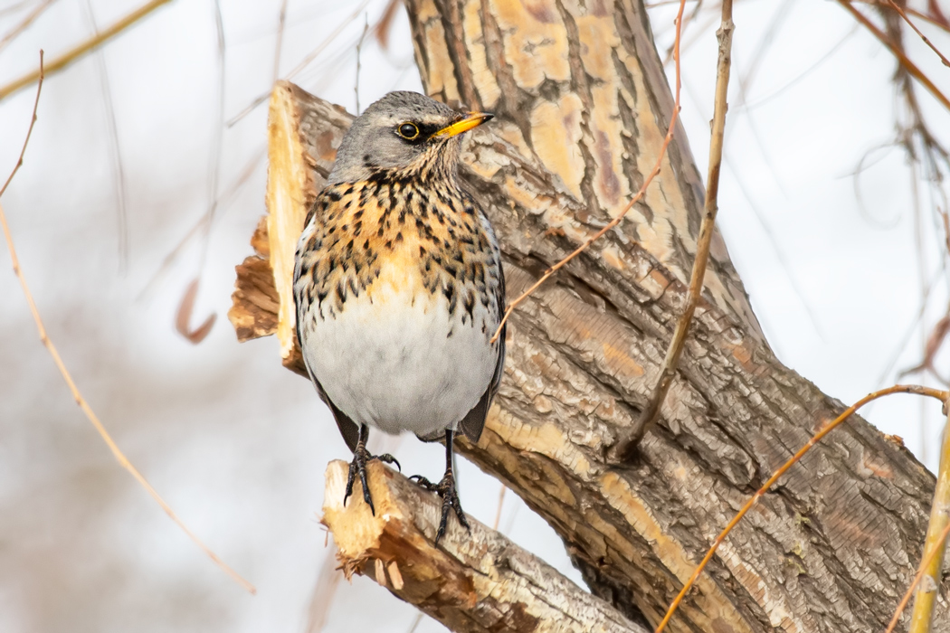 Fieldfare