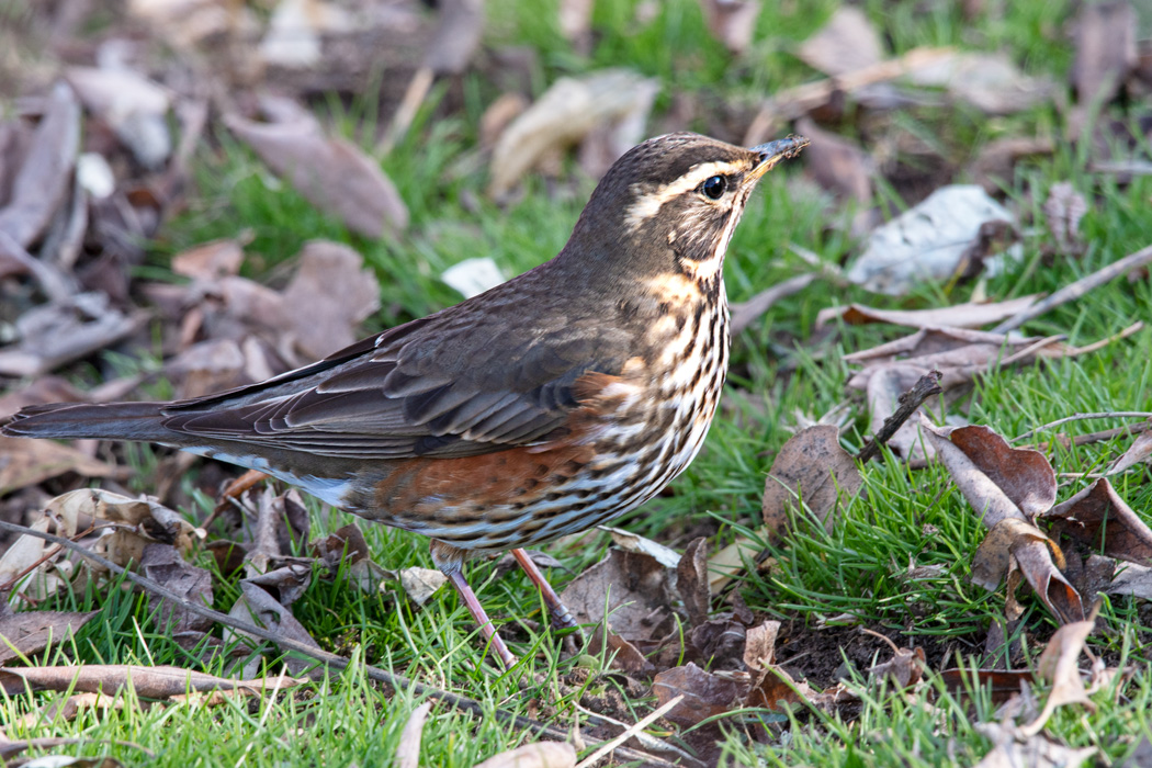 Redwing