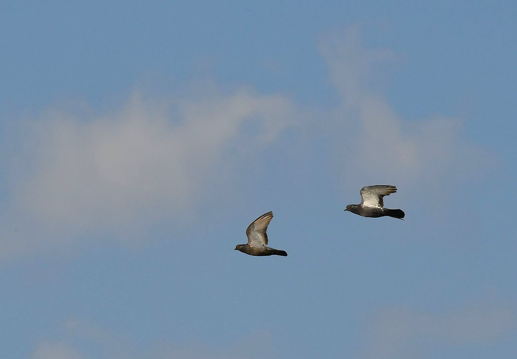 Rock Dove
