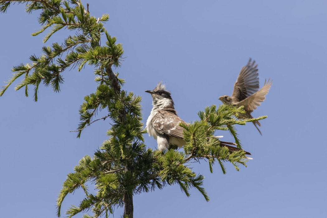 Great Spotted Cuckoo