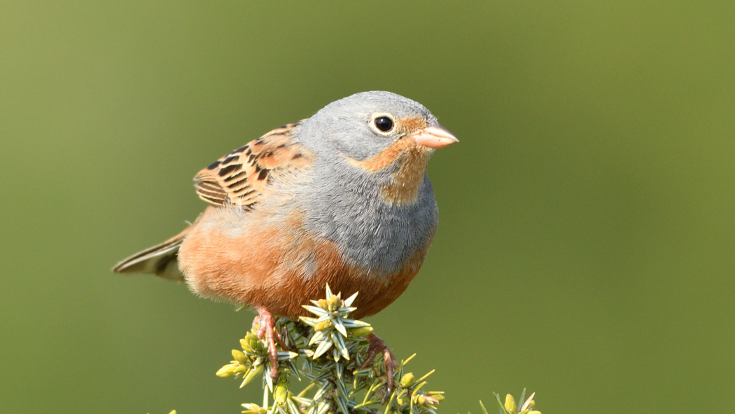 Cretzschmar`s Bunting