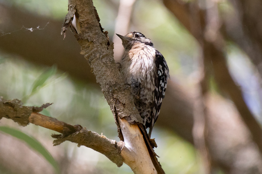 Lesser Spotted Woodpecker