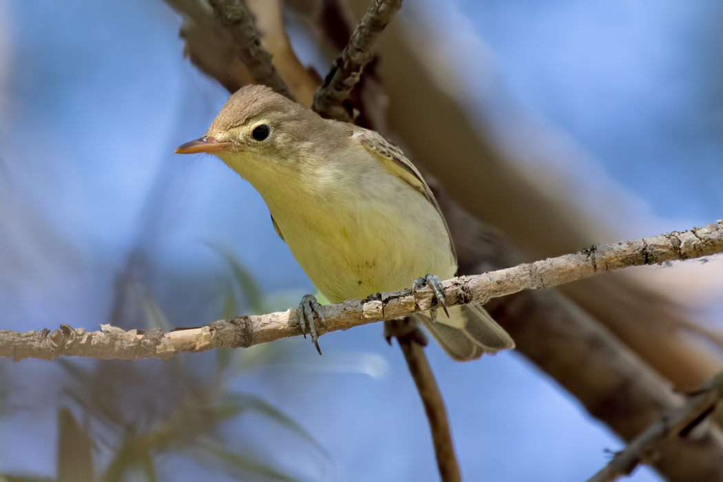 Sarı Mukallit