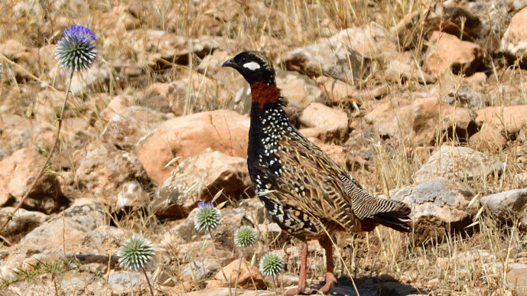 Black Francolin