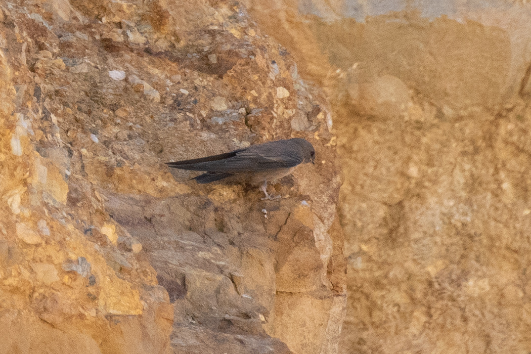 Eurasian Crag Martin