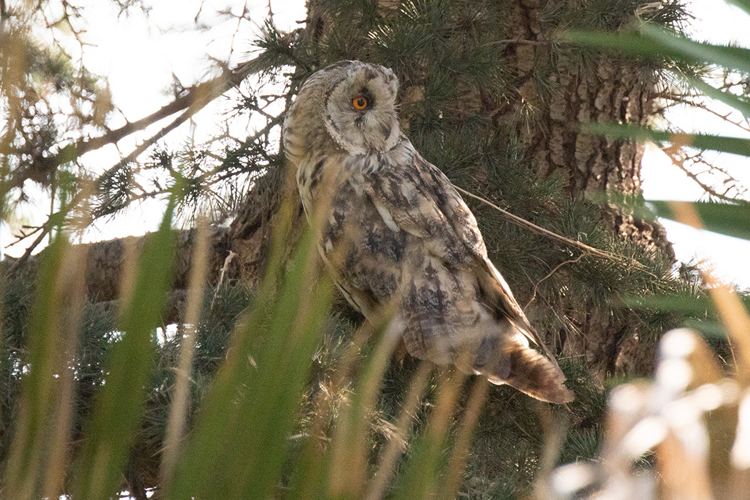 Long-eared Owl