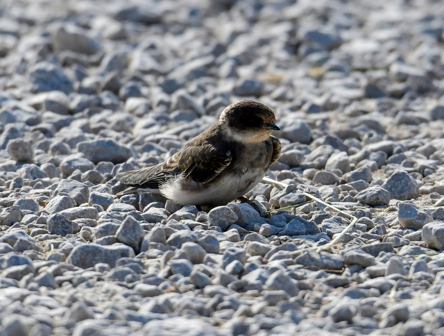 Sand Martin