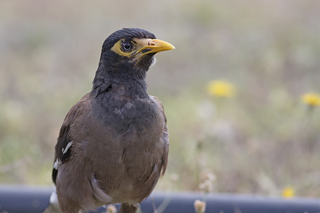 Common Myna