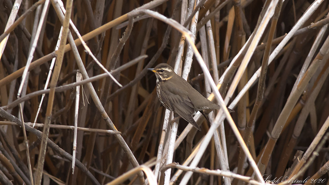 Redwing