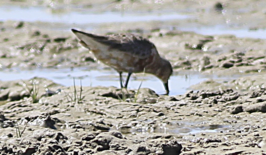 Curlew Sandpiper