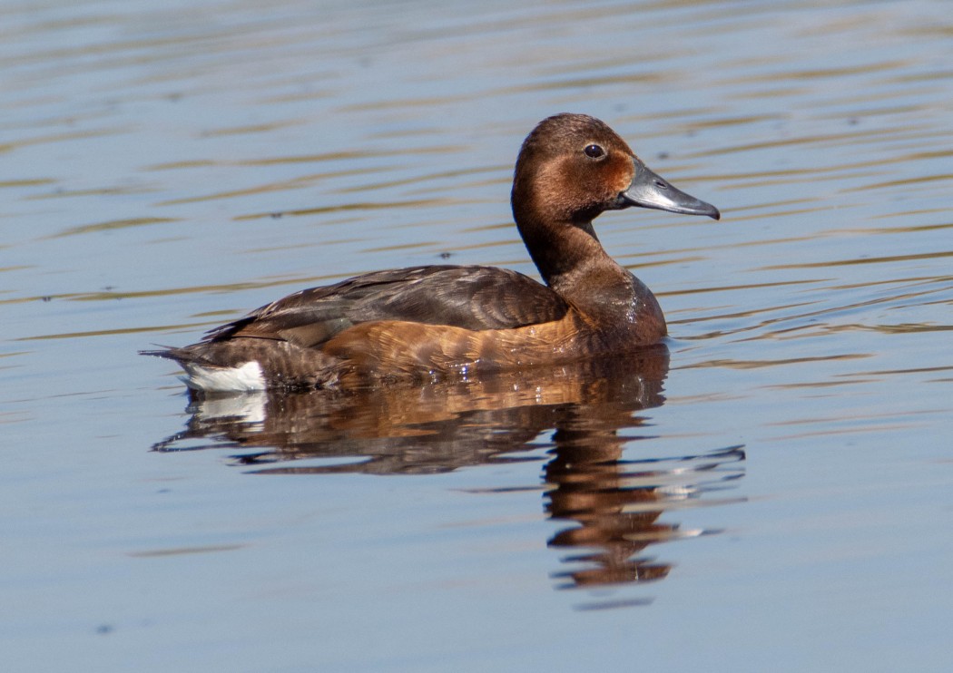 Ferruginous Duck