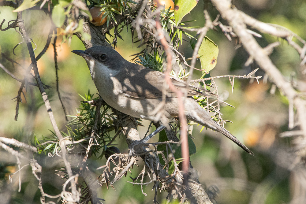 Eastern Orphean Warbler