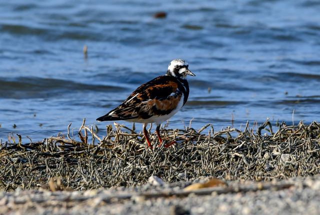 Ruddy Turnstone