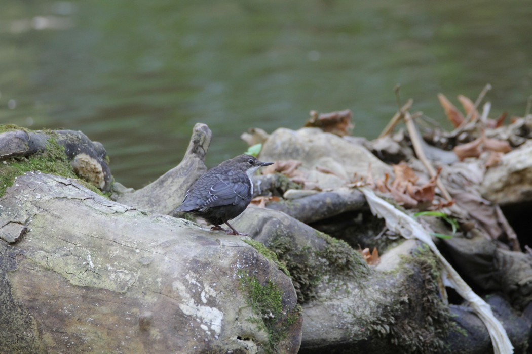 White-throated Dipper