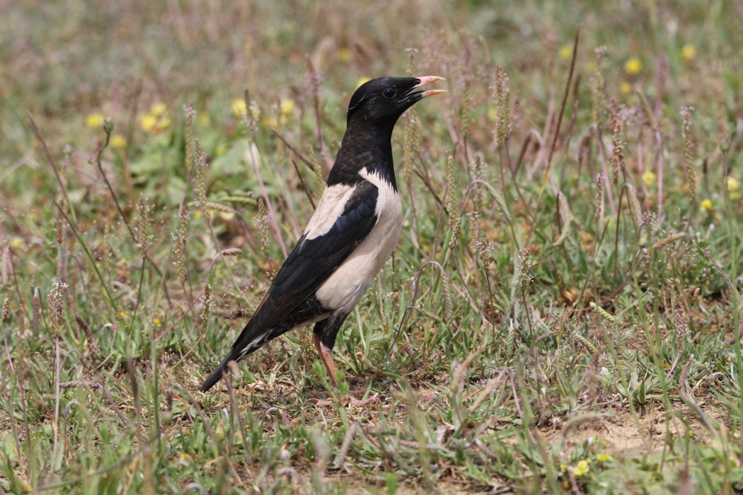 Rosy Starling